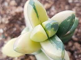 Corpuscularia Lehmannii F Variegata Ice Plant World Of Succulents Planting Succulents Succulents Plants
