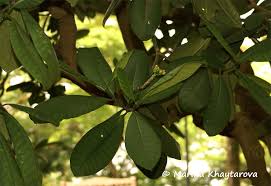 Image result for Tabernaemontana pachysiphon