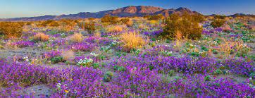 Palm desert tourism palm desert hotels palm desert bed and breakfast. Will There Be A Super Bloom In The California Desert This Year Here S Where To Spot Early Wildflowers College Of Natural Agricultural Sciences