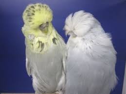 Www Daniel Luetolf Ch Neu Files 2014 Letzte Zuchtpaare 2014 E Html Budgies Bird Budgies Beautiful Birds