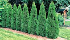The tree will grow in all of the continental united states, and is hardy to usda hardiness zone 3. Arborvitae Tree Service Care Tips Red Cedar Inc