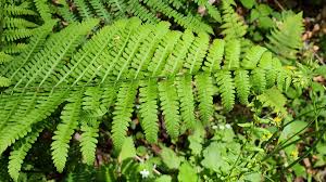 Image result for Deparia