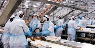 Resultado de imagem para alimentos empregos