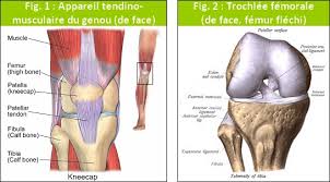 Pas de douleur au repos ou pendant les activités de la vie courante. Course A Pied Douleur Rotule Ou Genou Jogging Plus Course A Pied Du Running Au Marathon