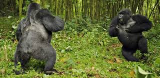 Check spelling or type a new query. Silverback Gorilla Adult Male Mountain Gorilla About Silverbacks