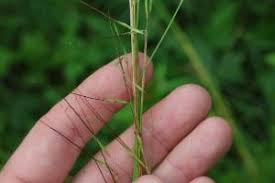 Image result for Hyparrhenia familiaris