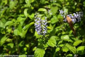 Image result for Plectranthus fruticosus