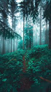 Evergreens Forest Photography Nature Nature Photography