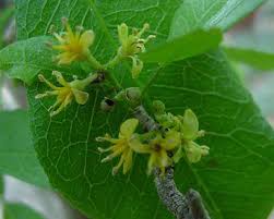 Image result for Vepris macedoi