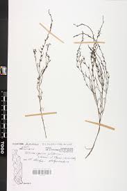 Image result for Micrargeria filiformis