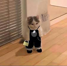We did not find results for: 17 Cats Ideas Cat Icon Cute Memes Cat Memes