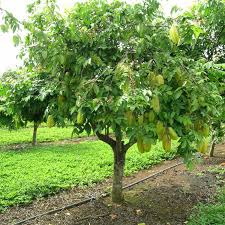 Image result for Averrhoa carambola