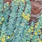 Image result for Alectra vogelii