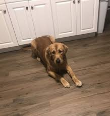 Western maryland (wmd) western massachusetts (wma) williamsport, pa (wpt) winchester, va (okv) worcester / central ma (wor). Golden Retriever Puppy For Sale In West Springfield Ma Adn 72043 On Puppyfinder Com Gender Male Ag Golden Retriever Golden Retriever Puppy Puppies For Sale
