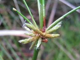 Image result for Isolepis