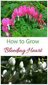 Bleeding Heart How To Grow Dicentra Spectabilis Bleeding Heart Bleeding Heart Plant Bleeding Heart Flower
