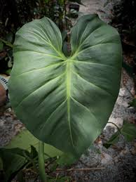 Image result for Ficinia filiformis