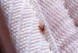 Please call for a quote as to accurately give you a price i need to know how many beds, lounges and. Bed Bugs And Bed Bug Pest Control Sydney