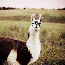 Llama Irene Suchocki Llama Alpaca Vs Llama Animals