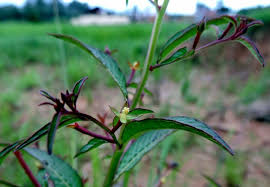 Image result for Ludwigia erecta