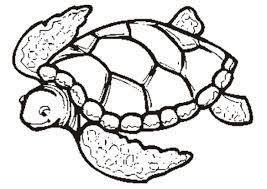 Check spelling or type a new query. Free Printable Turtle Coloring Pages For Kids Turtle Coloring Pages Turtle Coloring Pages For Kids Turtle Drawing