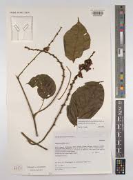 Image result for Macropsychanthus