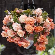 Wholesale Indoor Outdoor Flower Bulbs Direct For Sale Bulb Flowers Hanging Plants Begonia