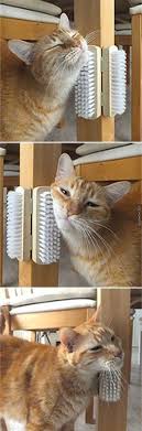 Http Secondstreet Ru Blog Diy Pets Pochesunchik Html Domashnee Zhivotnoe Koshachi Krovati Zhivotnye