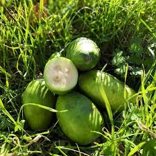 Petite Decouverte En Nz Du Feijoa Un Fruit Qu On Trouve Beaucoup Ici Mais Originaire D Amerique Du Sud Ca A Une Odeur De Bonb Fruit Watermelon Travel