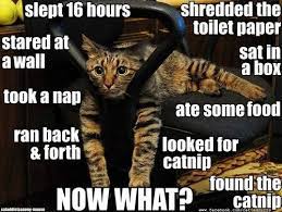 A Cat S Life Cats Funny Animals Crazy Cats