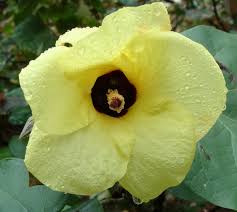 Image result for Hibiscus vitifolius