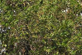 Image result for Aphloiaceae