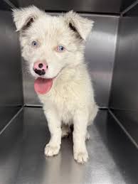 Found female dog in Fresno