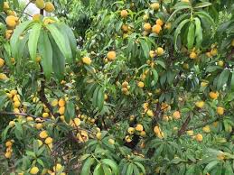 Their fertilizers don't smell because the manure is dried before it can form ammonia. Peachcot Ora A Prunus Persica Low Chill Requirement Fruit Trees Backyard Fruit Tree Nursery Dwarf Fruit Trees