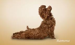 Upward Facing Dog Animal Yoga Dog Yoga Puppy Dog Pictures