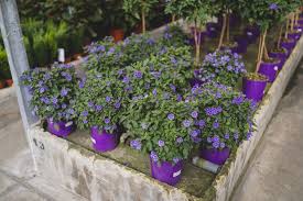 Image result for Lycianthes rantonnetii