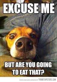 please excuse me dog quotes funny funny dog pictures dog jokes