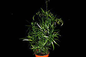 Image result for Asparagus falcatus