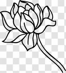 Narcissus is a genus of predominantly spring flowering perennial plants of the amaryllis family, amaryllidaceae.various common names including daffodil, narcissus and jonquil are used to describe all or some members of the genus. Floral Design Coloring Book Flower Pattern Flora Flowers Line Drawing Transparent Png