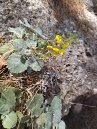 Image result for Verbascum scrophulariifolium