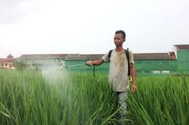 Hama ini dapat diatasi dengan penyakit pada ruas batang dan butir padi disebabkan oleh jamur pyricularia oryzea. Ketika Hama Tikus Dan Kersek Mengancam Panen Petani Padi