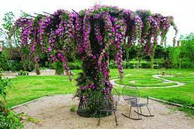 Peggy Martin Climbing Rose On Steel Tree Beautiful Beautiful Gardens Plants Garden Trellis