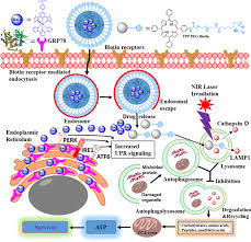 Court of appeals, go fay and co. Multifunctional Tpp Peg Biotin Self Assembled Nanoparticle Drug Delivery Based Combination Therapeutic Approach For Co Targeting Of Grp78 And Lysosome Journal Of Nanobiotechnology Full Text