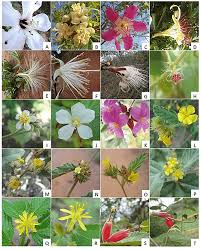 Image result for Malvaceae subfamily Grewioideae