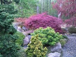 Japanese Garden Japanese Maples And Dwarf Conifers Japanese Garden Style Japanese Garden Dwarf Conifers