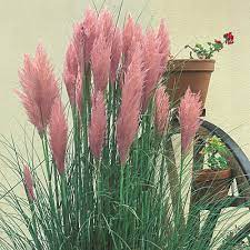 We did not find results for: Pampas Grass Pink J Parker Dutch Bulbs