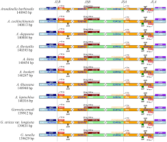 Image result for Elytrophorus globularis