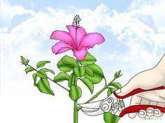How To Propagate Hibiscus Hibiscus Tree Hibiscus Plant Growing Hibiscus
