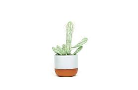 Choose from one of the widest range of cactus plants available online. Cactus And Succulents At Prick In London Gardenista