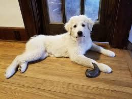 Fromm family foods artisan pet food and treats are sold through the following independent and locally owned pet supply stores in youngstown, ohio. Cici Great Pyrenees Baby Adoption Rescue For Sale In Youngstown Ohio Classified Americanlisted Com
